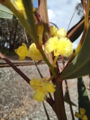 Acacia myrtifolia