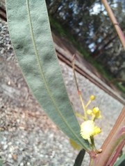 Acacia myrtifolia