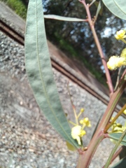 Acacia myrtifolia