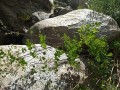 Thalictrum fendleri fendleri