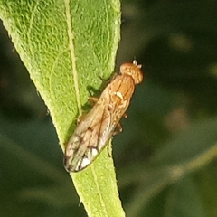 Opomyza florum