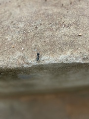 Camponotus compressus