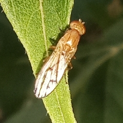 Opomyza florum