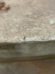 Camponotus compressus