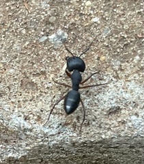 Camponotus compressus