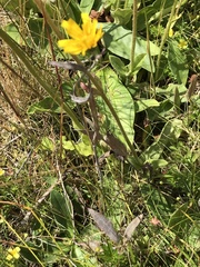 Hieracium laevigatum