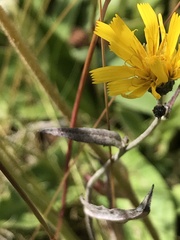 Hieracium laevigatum