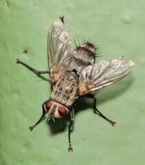 Microphthalma europaea