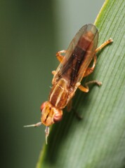 Platycephala