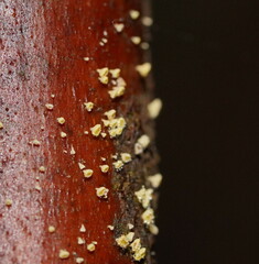 Lachnum pteridophyllum