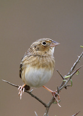 Grasshopper Sparrow photo 5