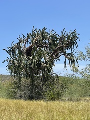 Dendrocereus nudiflorus