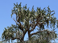 Dendrocereus nudiflorus