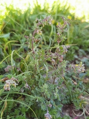 Thalictrum rutifolium