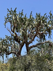 Dendrocereus nudiflorus
