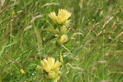 Gentiana burseri burseri