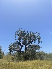 Dendrocereus nudiflorus