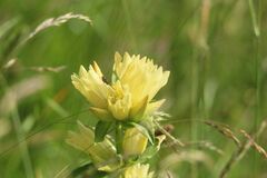 Gentiana burseri burseri
