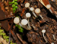 Vibrissea dura