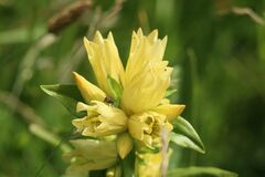 Gentiana burseri burseri