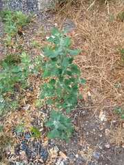 Chenopodium album