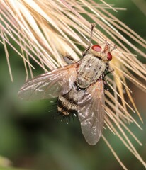 Microphthalma europaea