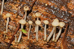 Vibrissea dura