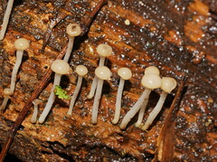 Vibrissea dura