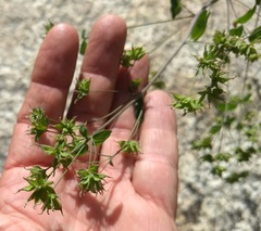 Thalictrum fendleri fendleri
