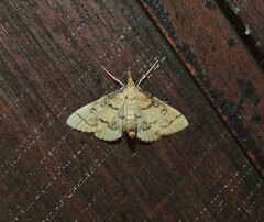Metasia ophialis