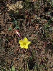 Oxalis flava