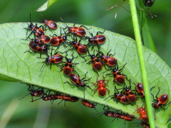 Tropidothorax leucopterus