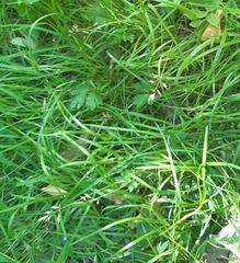 Poa humilis