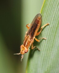 Platycephala