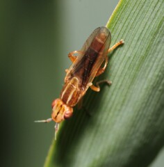 Platycephala