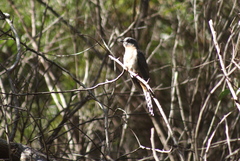 Cacomantis flabelliformis flabelliformis