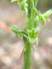 Platanthera michaelii