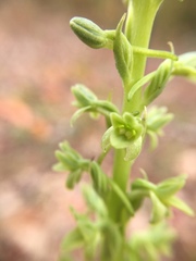Platanthera michaelii