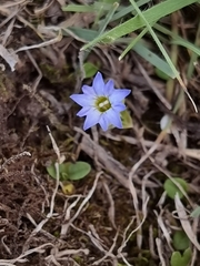 Gentiana squarrosa