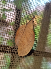 Gastropacha quercifolia