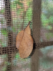 Gastropacha quercifolia