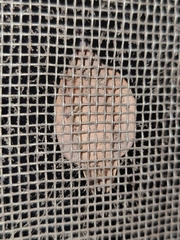 Gastropacha quercifolia