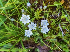 Gentiana aperta