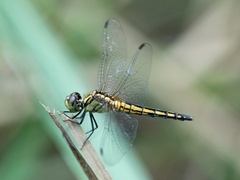 Indothemis