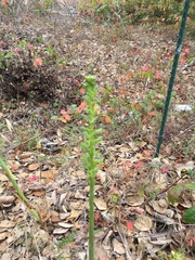 Platanthera michaelii