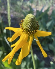 Rudbeckia californica