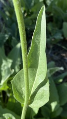 Rudbeckia californica