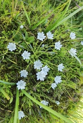Gentiana aperta