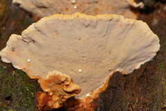 Rigidoporus laetus