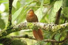 Phacellodomus erythrophthalmus